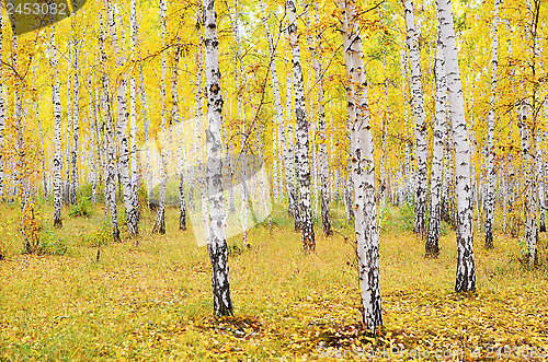 Image of autumn forest