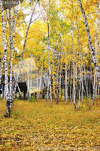 Image of autumn forest