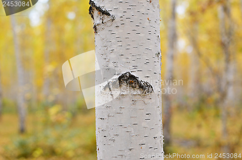 Image of birch tree