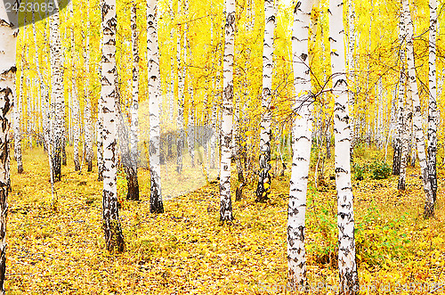 Image of autumn forest