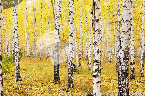 Image of autumn forest