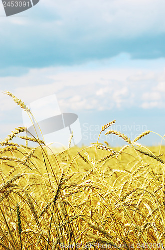 Image of wheat field