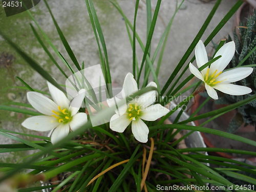 Image of Flowers
