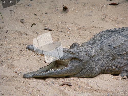 Image of australian freshwater crocodile