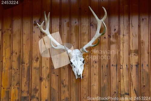 Image of Deer Skull