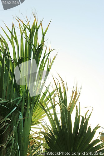 Image of tropical palm tree