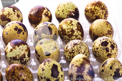 Image of Quail eggs