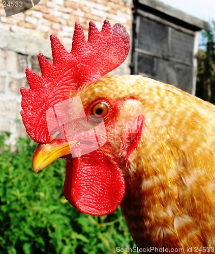 Image of Rooster