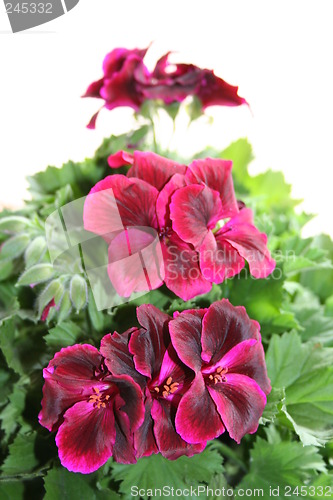 Image of English Geranium