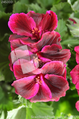 Image of English Geranium