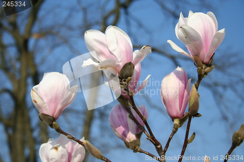 Image of Magnolia Soulangiana