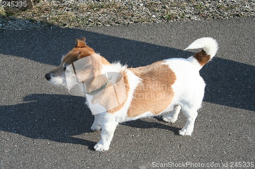 Image of Jack Russel terrier