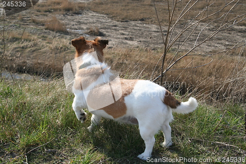 Image of Jack Russel terrier