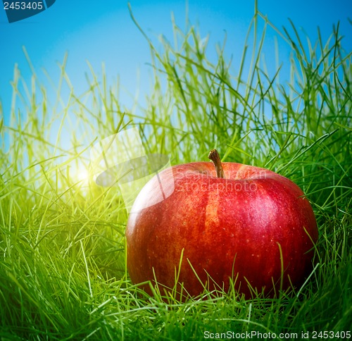 Image of Apple on the grass