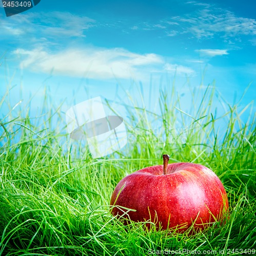 Image of Apple on the grass