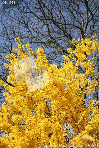 Image of Forsythia