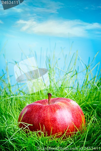 Image of Apple on the grass