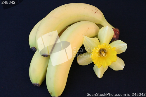 Image of Bananas on black