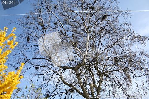 Image of Bird´s nest