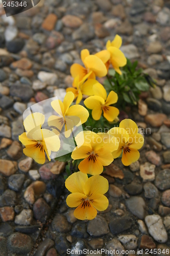 Image of Self-sown of  pansies