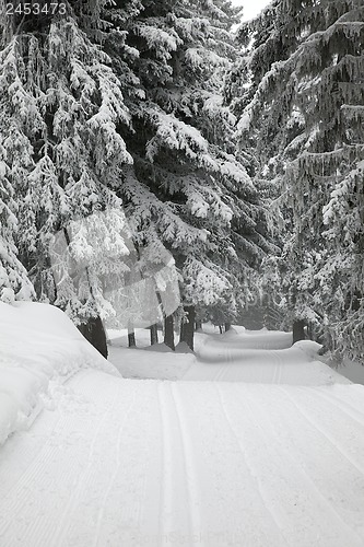 Image of Winter Forest
