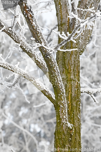 Image of Winter tree