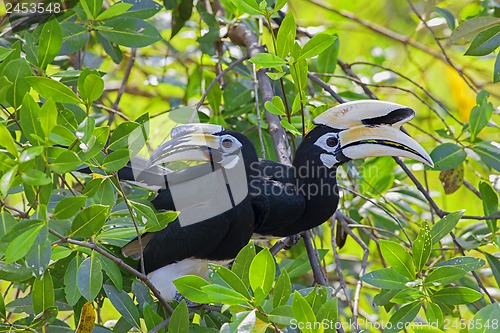 Image of Oriental Pied Hornbill