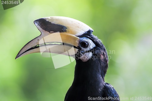 Image of Oriental Pied Hornbill