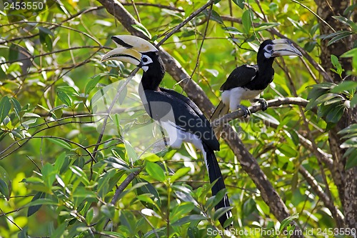 Image of Oriental Pied Hornbill