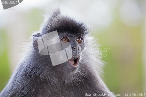 Image of Silver Leaf Monkey