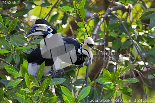 Image of Oriental Pied Hornbill