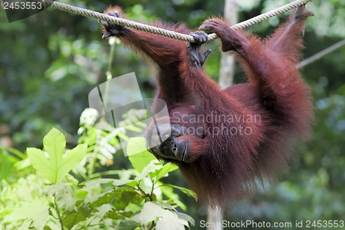 Image of Borneo Orangutan