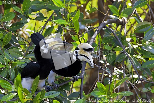 Image of Oriental Pied Hornbill