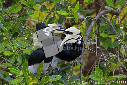 Image of Oriental Pied Hornbill