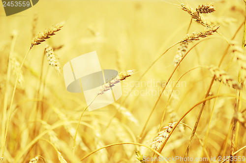 Image of wheat field