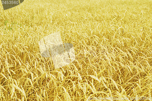 Image of wheat field