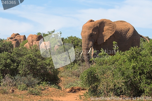 Image of Elephants