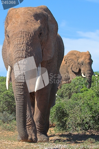 Image of Elephant