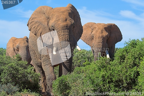 Image of Emerging Elephants