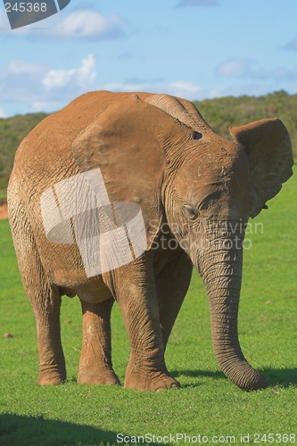Image of Juvenile Elephant
