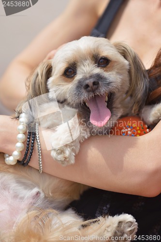 Image of happy young woman with puppy have fun