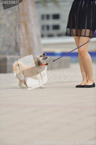 Image of happy young woman with puppy have fun