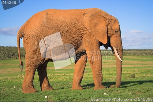 Image of Elephant