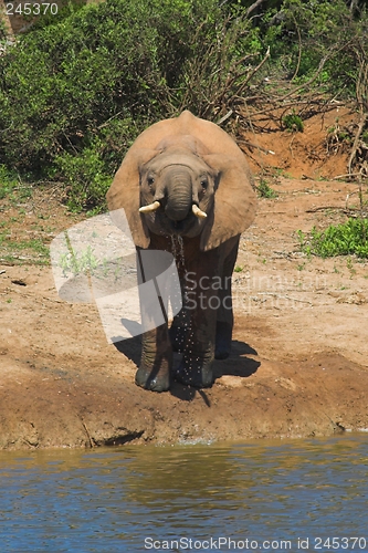 Image of Thirsty Elephant