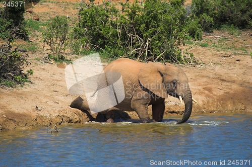 Image of Elephant bath