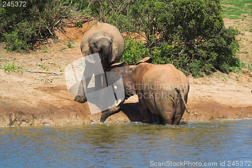 Image of Elephants