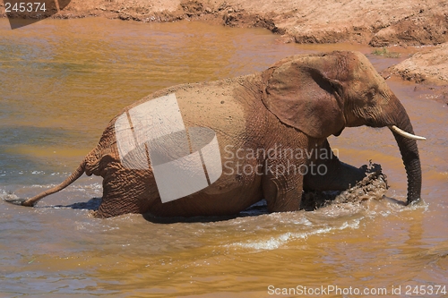 Image of Elephant bath