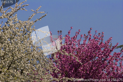 Image of Blossoms