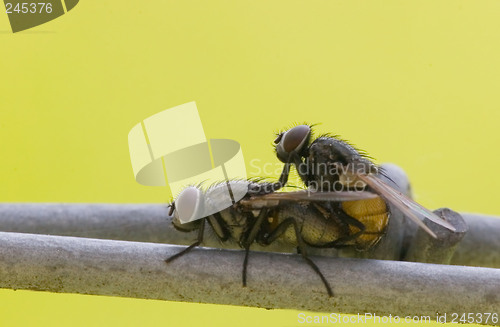 Image of Mating flys