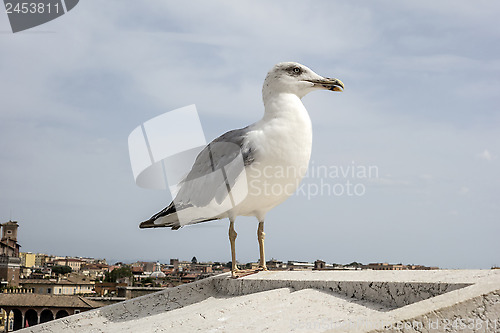 Image of  yellow legged-gull